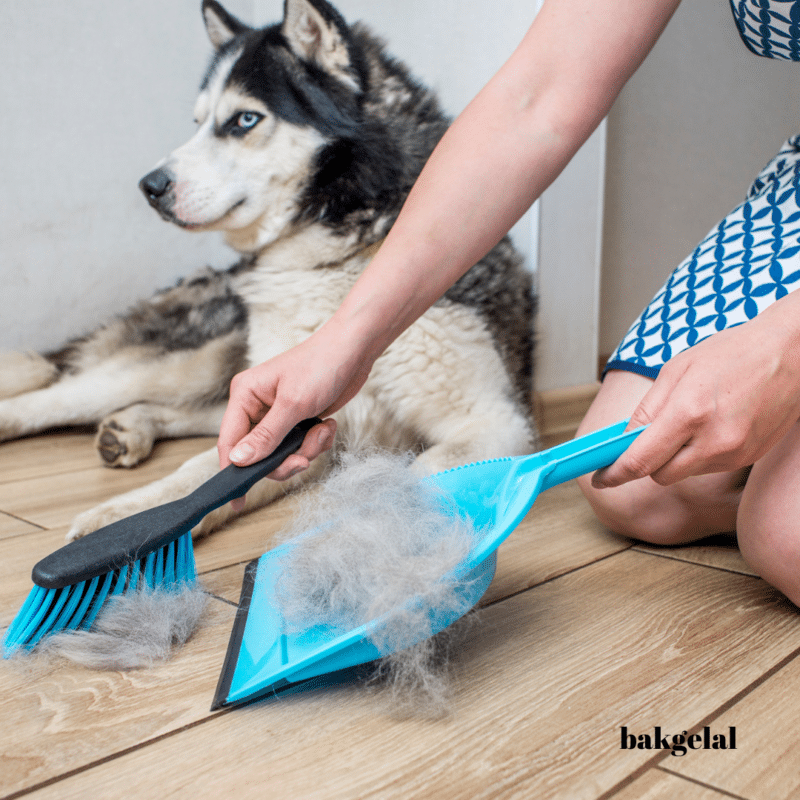 Köpeklerde Tüy Dökme