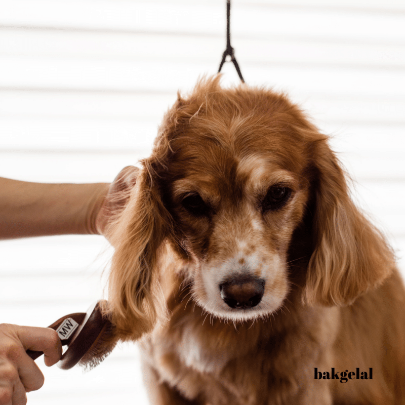 Köpeklerde Tüy Dökme