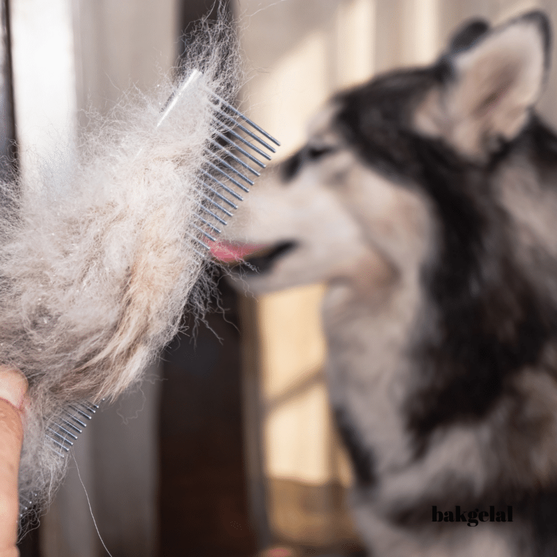Köpeklerde Tüy Dökme