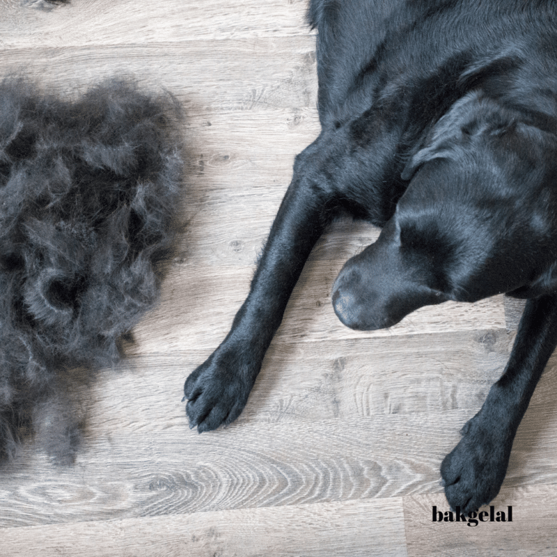 Köpeklerde Tüy Dökme