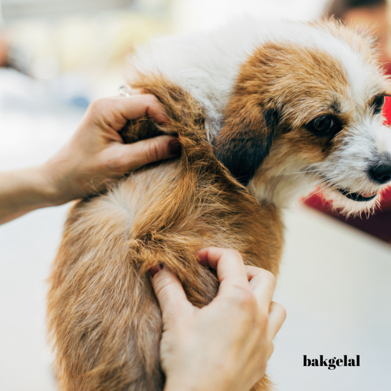 Köpeklerde Tüy Dökme