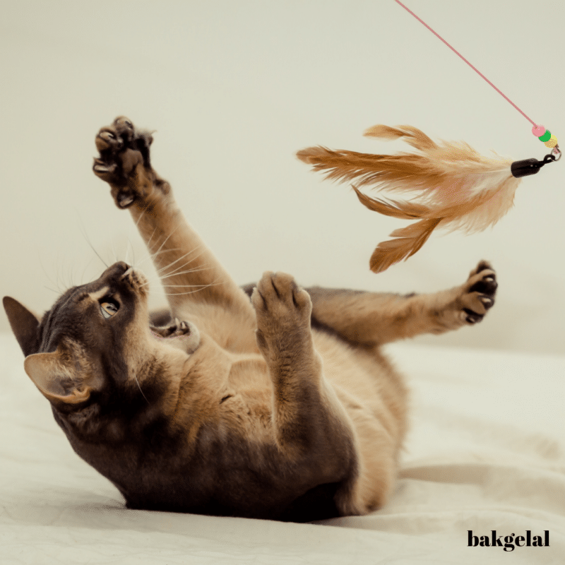 kedi oltası