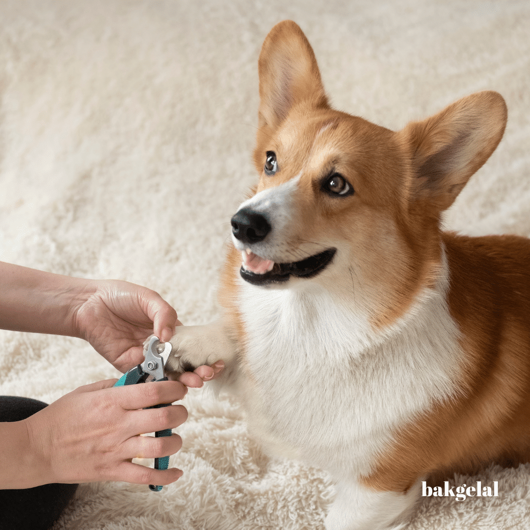 köpeğin tırnağı kesiliyor