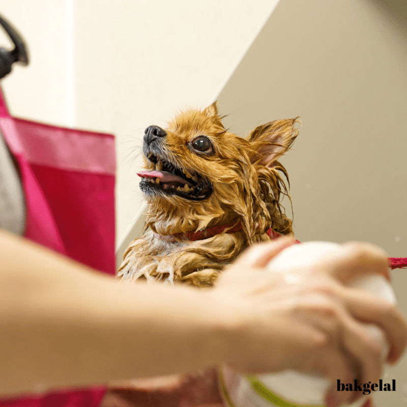 Köpeklerde Tüy Dökme