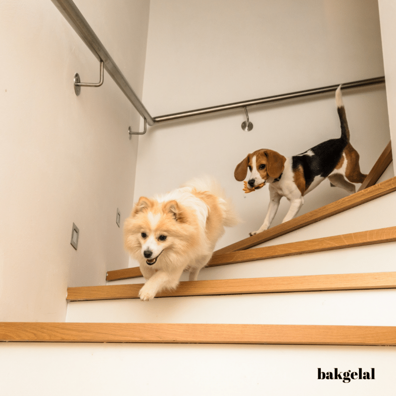 Evde Köpek Yaralanmalarını Önleme: Merdivenler