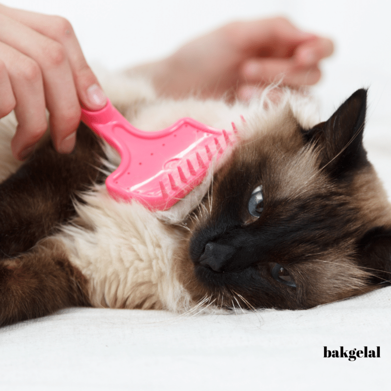 kedi bakımı