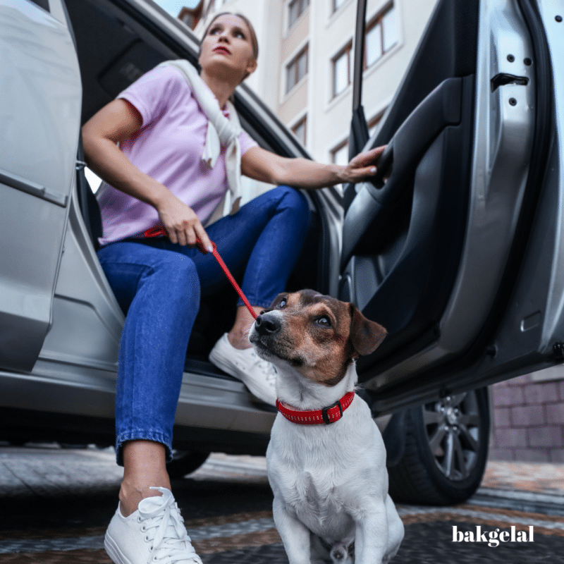 Evde Köpek Yaralanmalarını Önleme: Araç ve Eşyalara Güvenli Erişim 