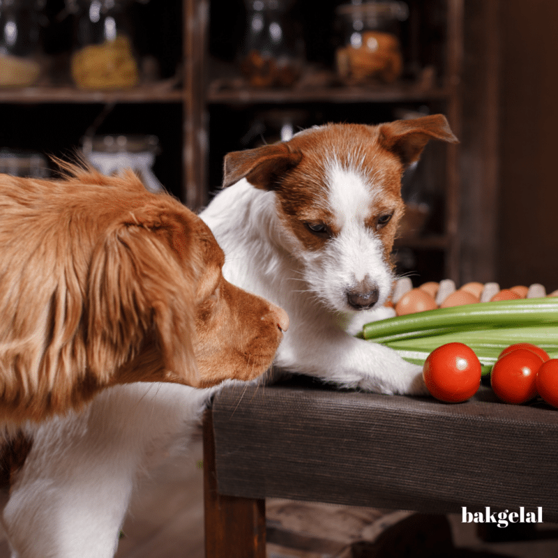 Köpek Güvenliği