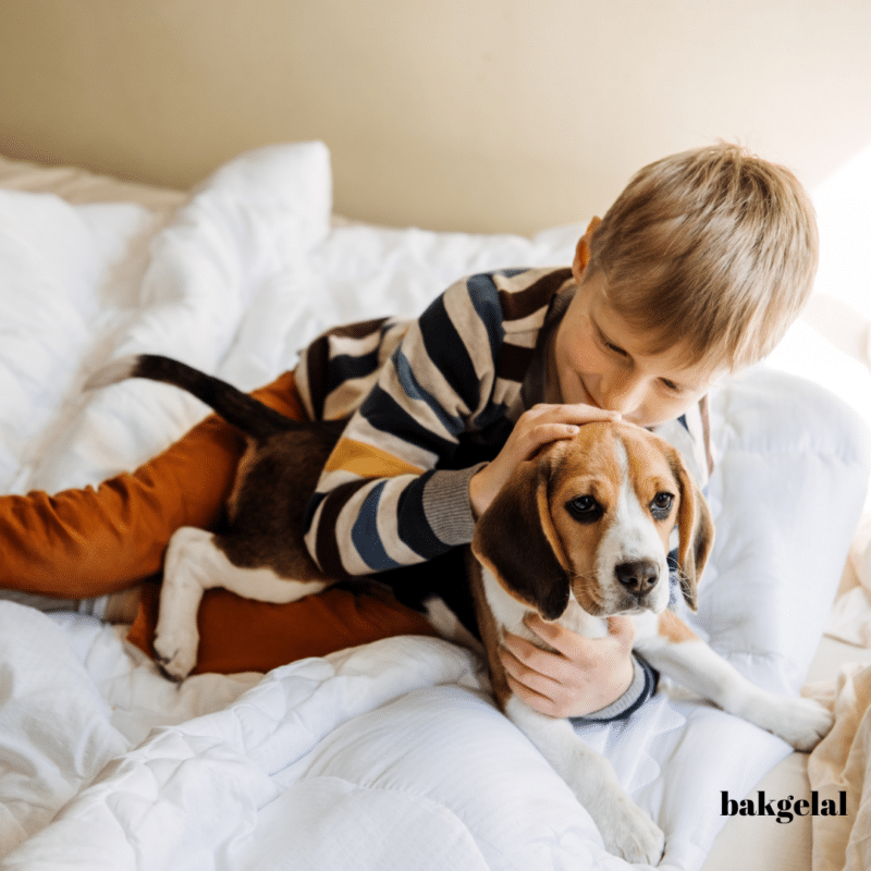köpek güvenliği