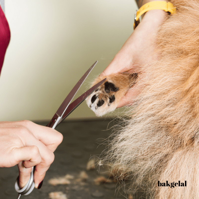 Evde Köpek Yaralanmalarını Önleme: pati bakımı