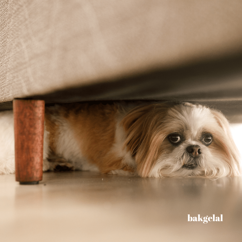 köpek güvenliği