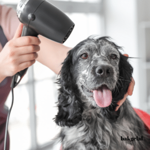 Evde Köpek Bakımı: Keyifli Banyo Deneyimi