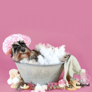 Evde Köpek Bakımı: Keyifli Banyo Deneyimi