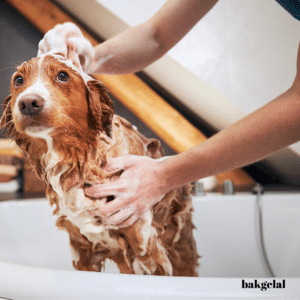 Evde Köpek Bakımı: Keyifli Banyo Deneyimi