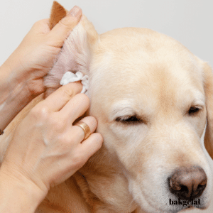 Evde Köpek Bakımı: Keyifli Banyo Deneyimi