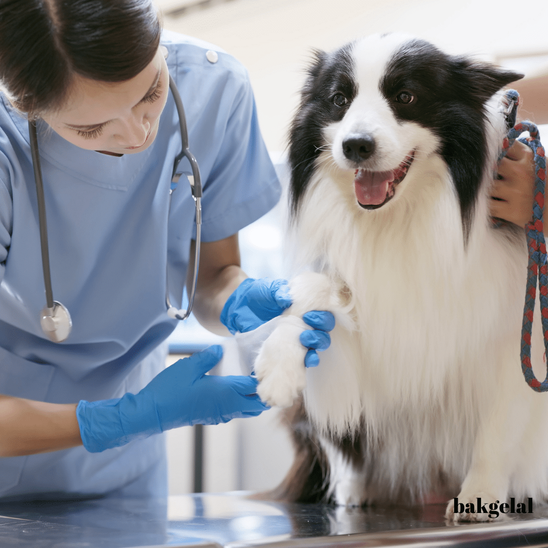 veteriner köpek bakımı