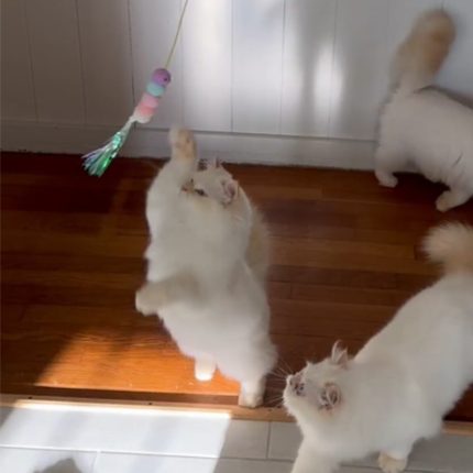 Kedi oyun oltası puf toplu