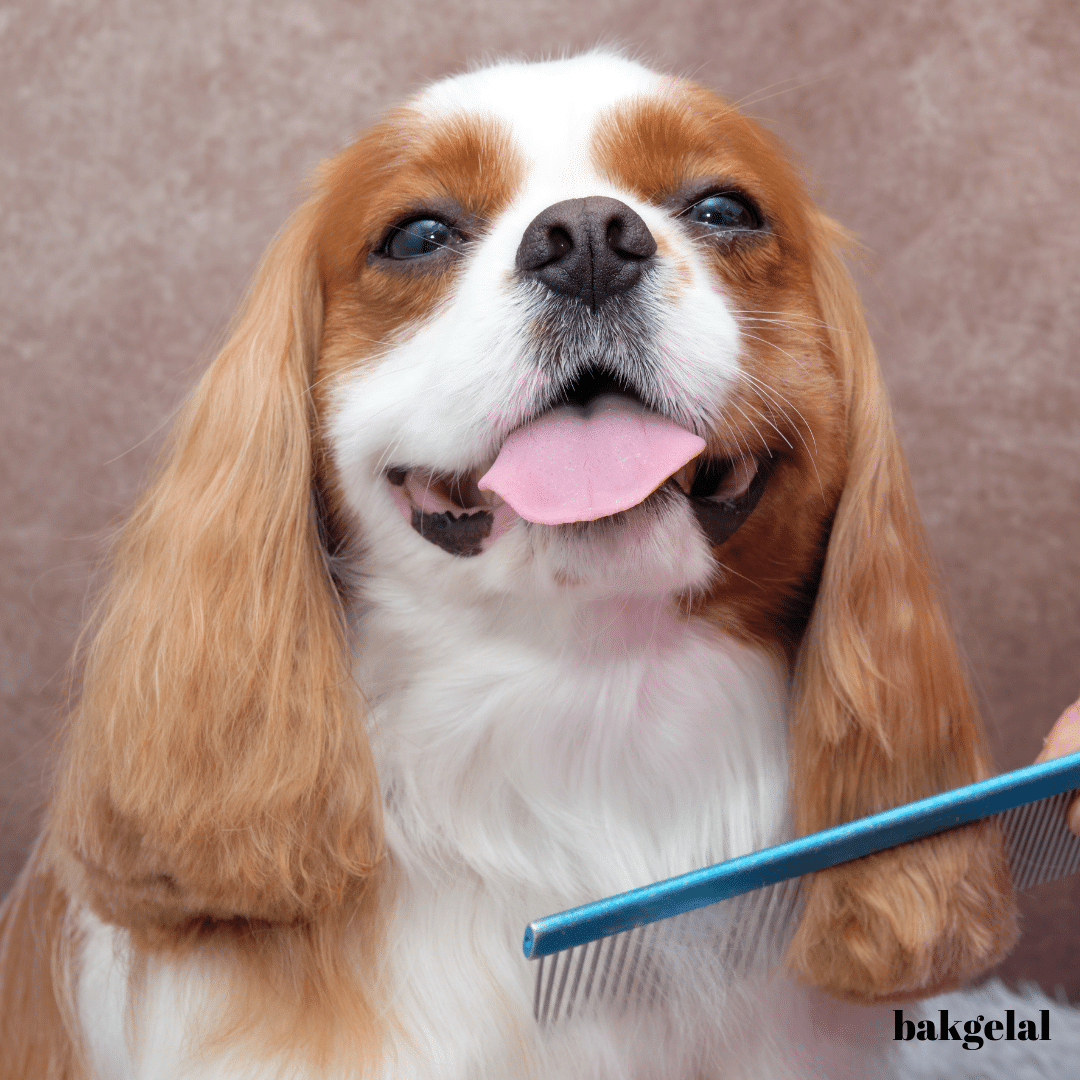 köpek bakımı