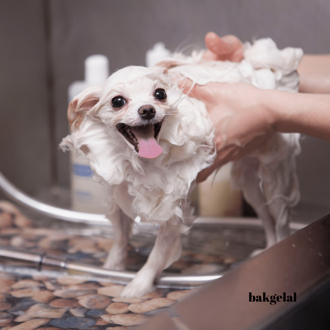 köpek yıkama