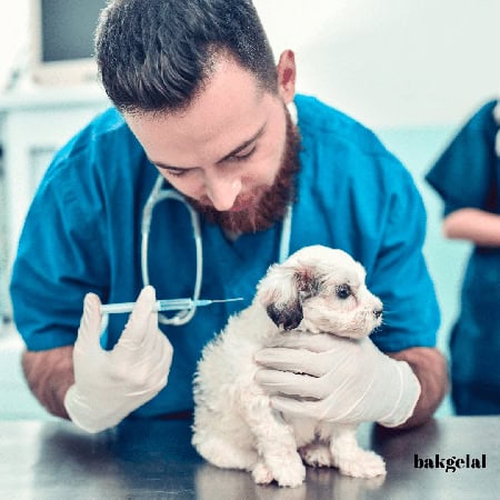 Yavru köpeğe aşı yapan veteriner