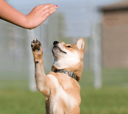 Yavru Köpek ile oynayan çocuğun eli
