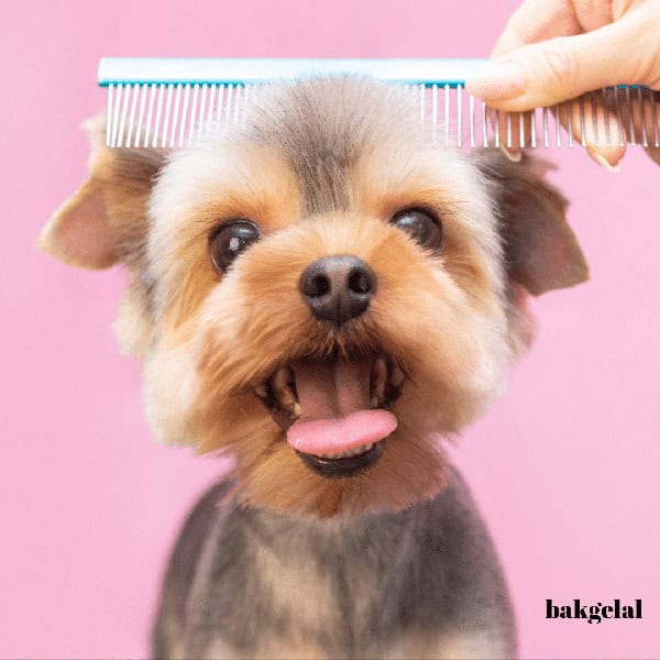 yavru köpek saçı tarama