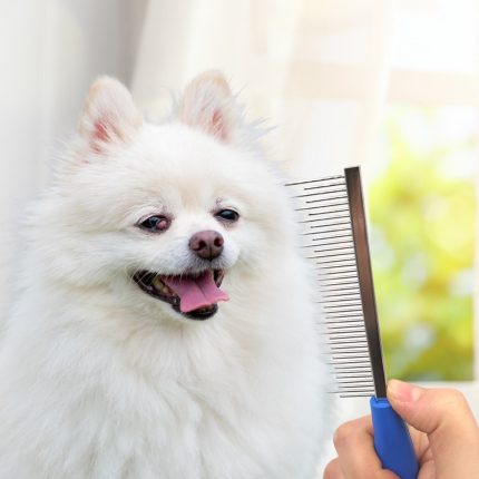 köpek tüy tarağı ve köpek