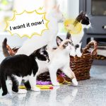 kediler ve kafesli fareli kedi oyuncağı
