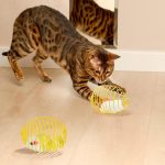 kedi ve kafeste fareli kedi oyuncağı