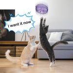 kediler fareli kedi oyuncağı ile oynuyor